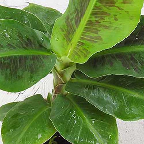 Banana plant foliage