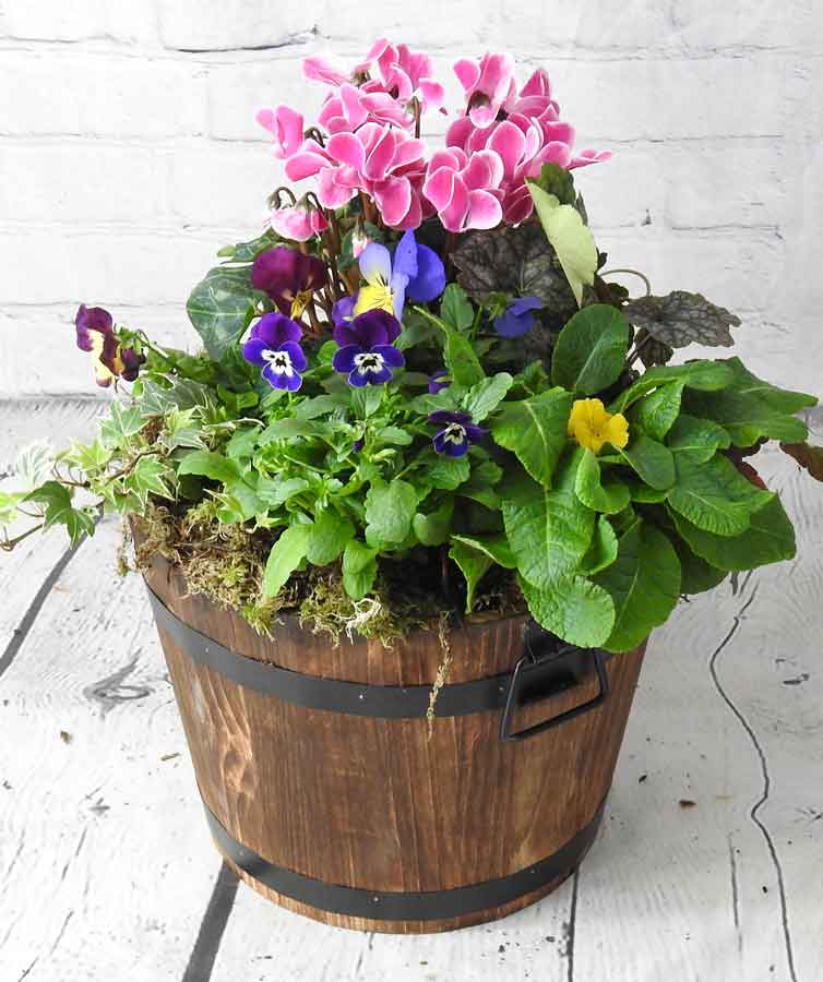 brown wooden barrel of flowering plants