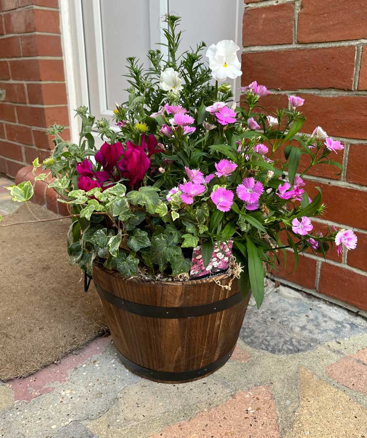 ready planted barrel with seasonal flowers