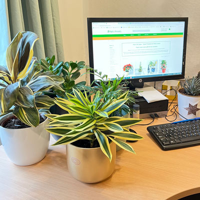 best desktop plants for your office