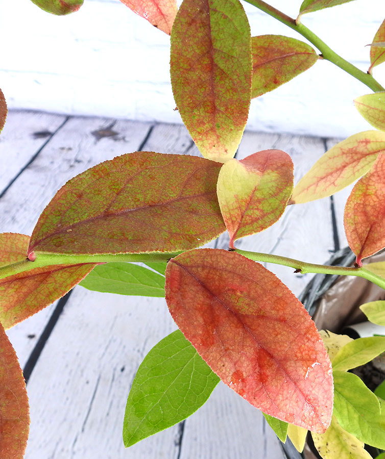 Blueberry Plant foliage