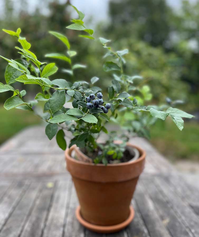 blueberry plant with fruit