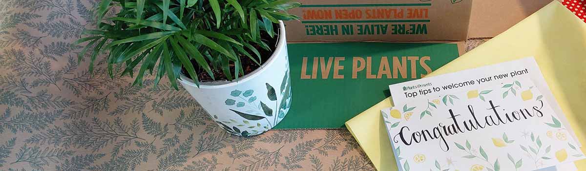 picture of gift wrapping