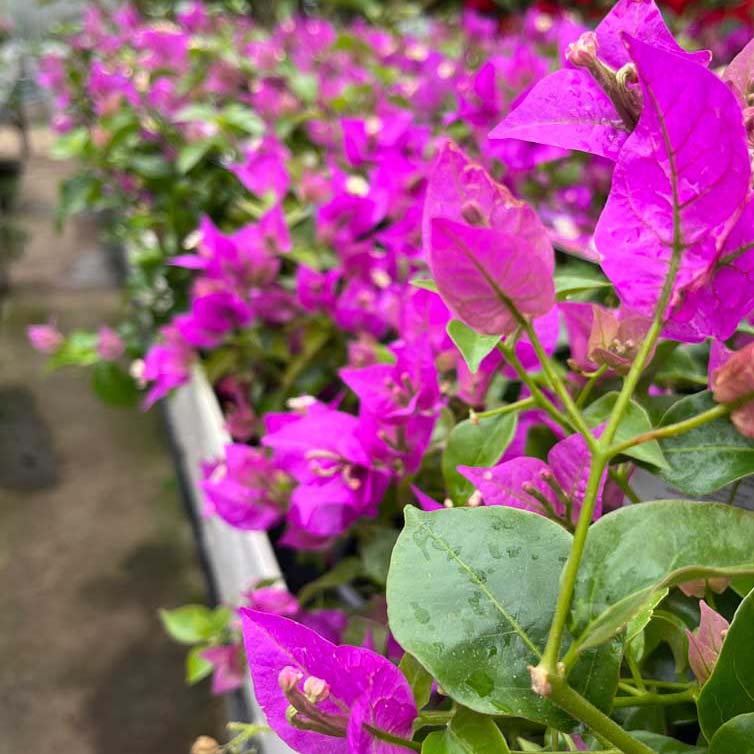 purple bougainvillea flowers