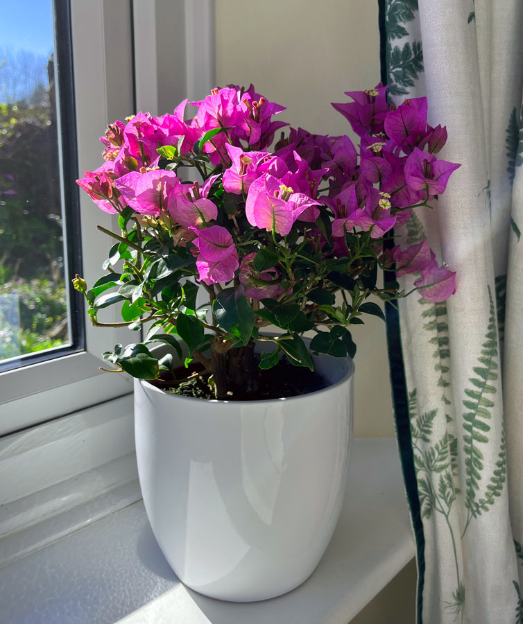 purple bougainvillea bush
