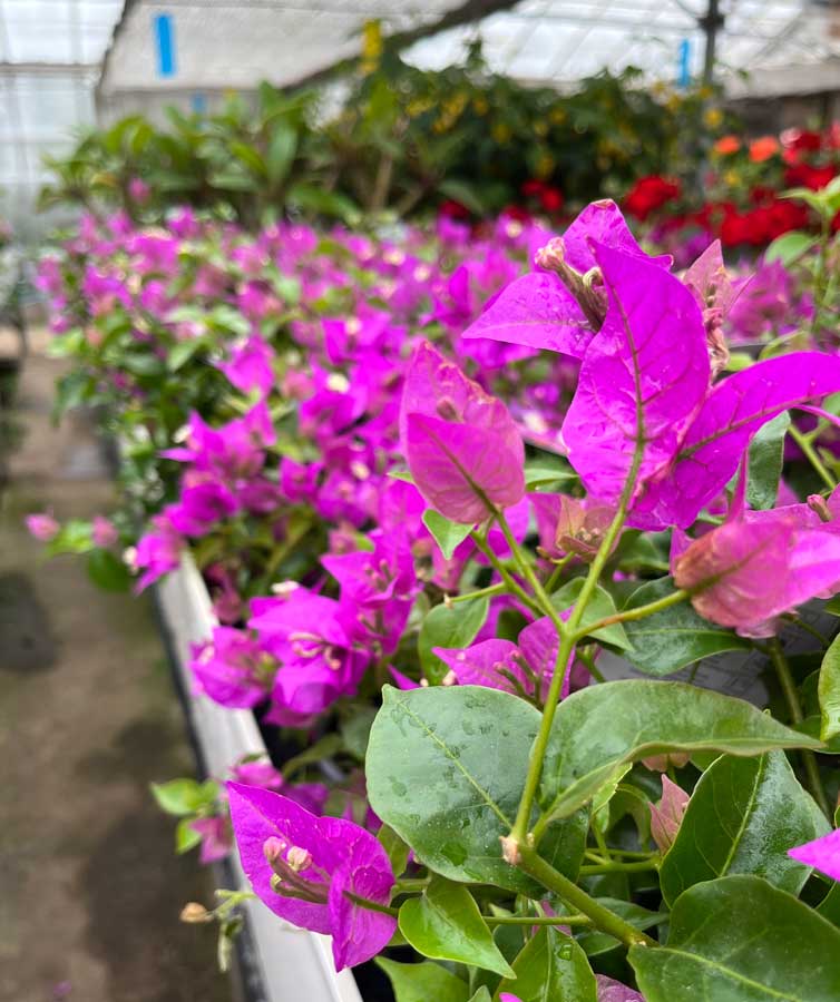 Bougainvillea bench