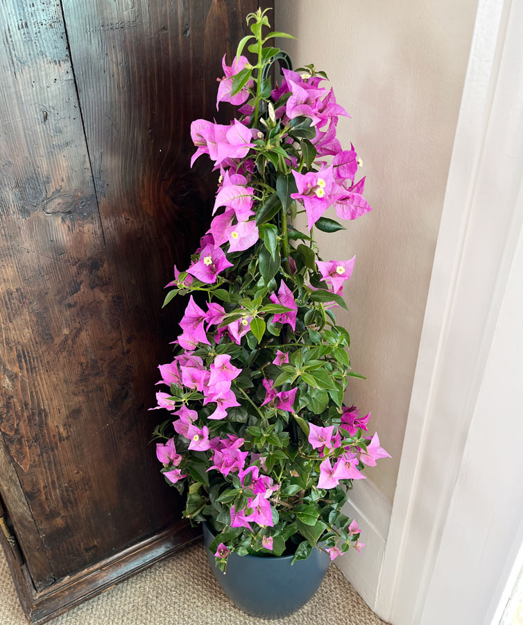 purple bougainvillea pyramid
