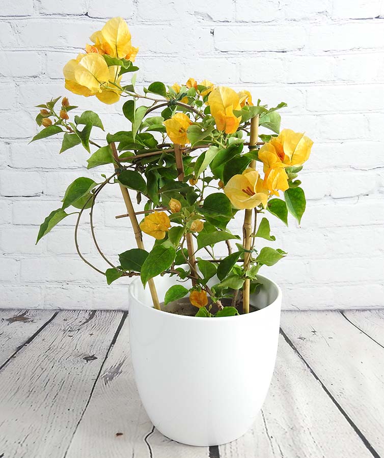 yellow bougainvillea trellis