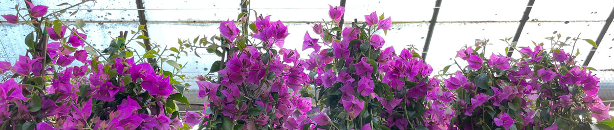 bougainvillea