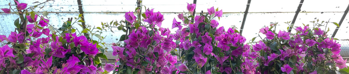 purple Bougainvillea