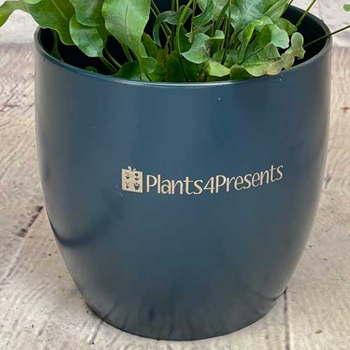 laser engraved branded ceramic pots