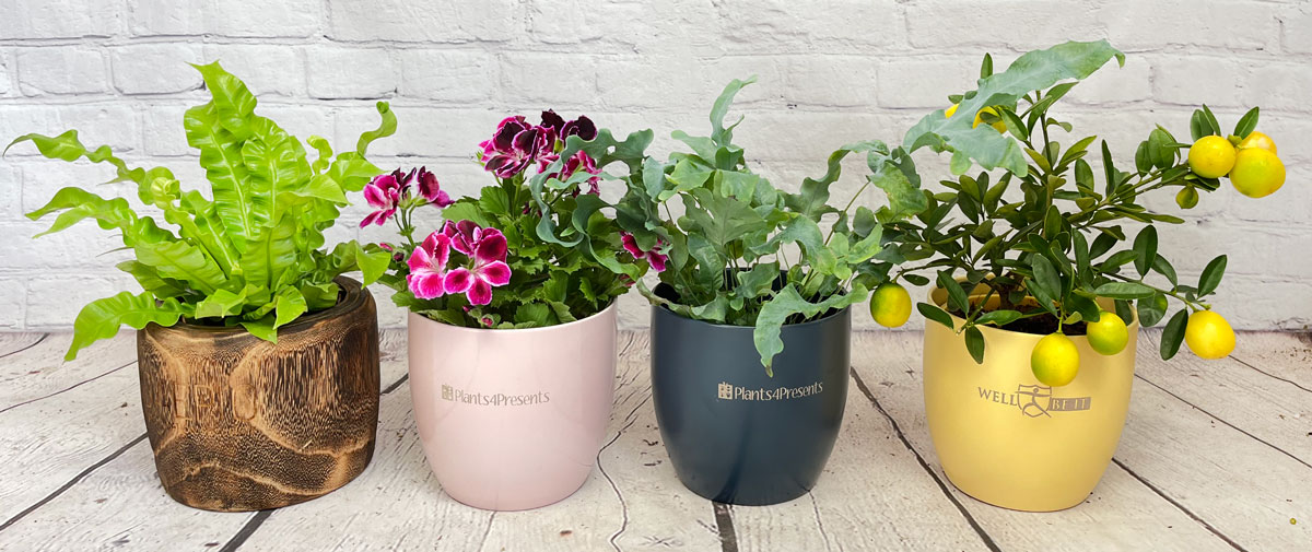 Selection of Branded Plant gifts