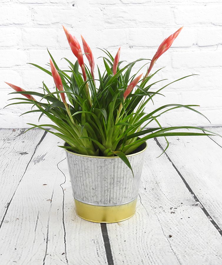 Vriesea Astrid Plant in gold and silver metal pot