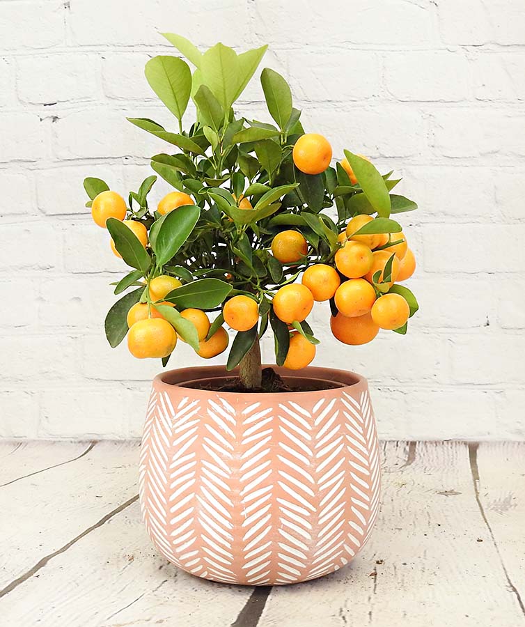 Calamondin tree with orange fruit in a ceramic pot