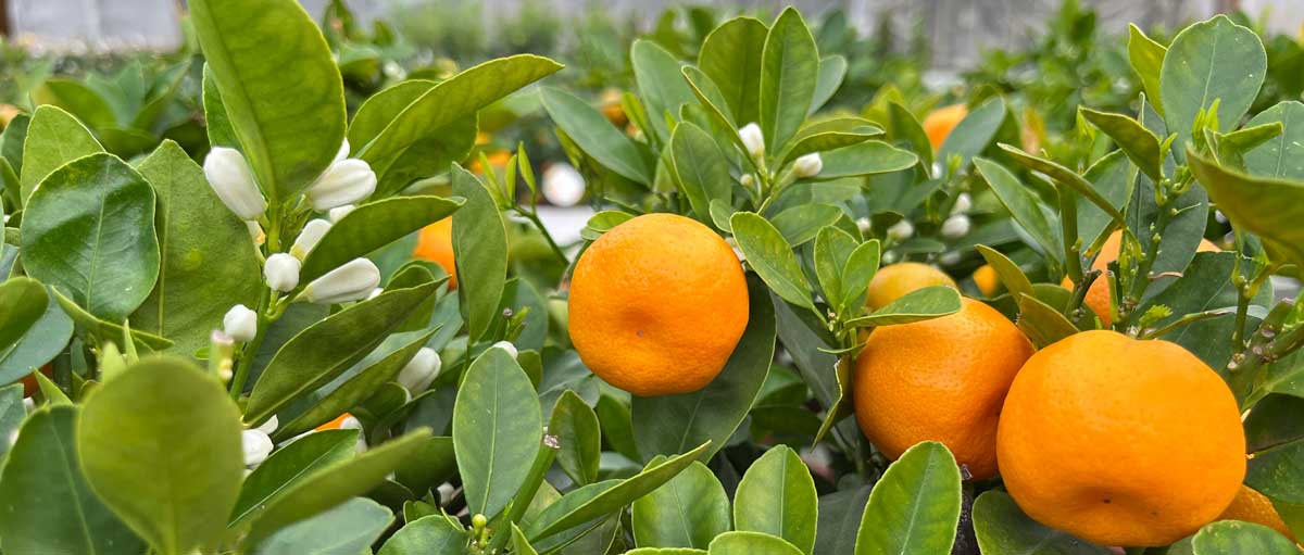 calamondin banner