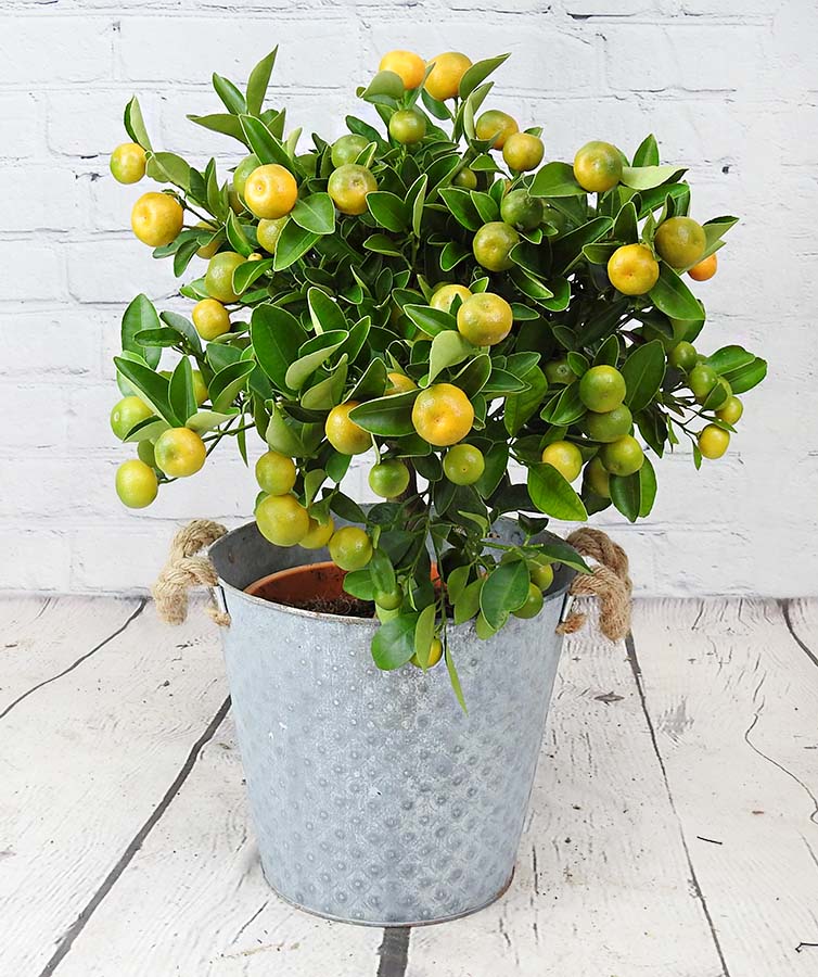 calamondin tree with orange fruit in a metal pot