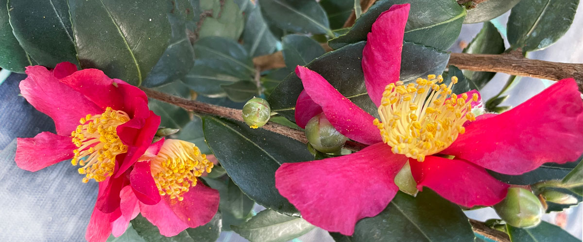 red camellia flowers