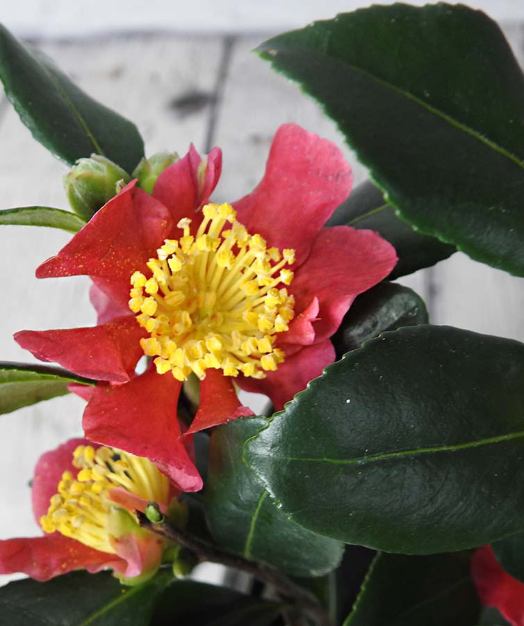 Camellia Sasanqua 