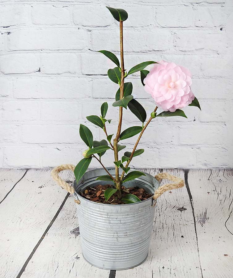 pink Happy Birthday camellia plant
