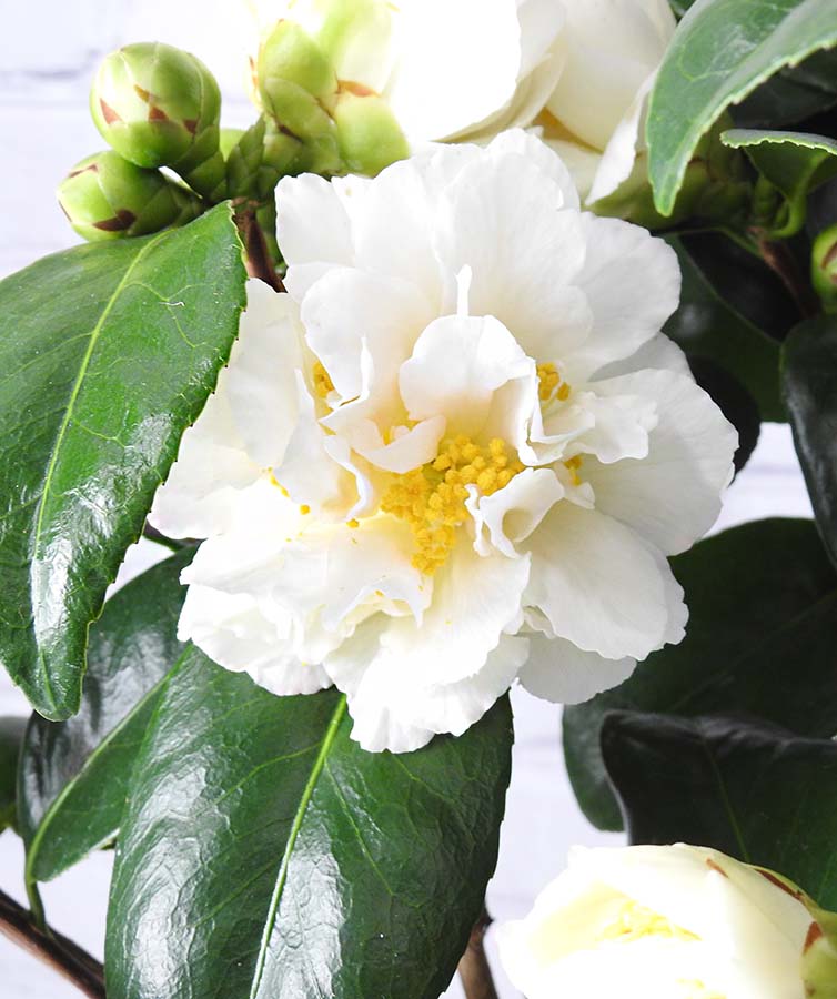 Silver anniversary camellia flower