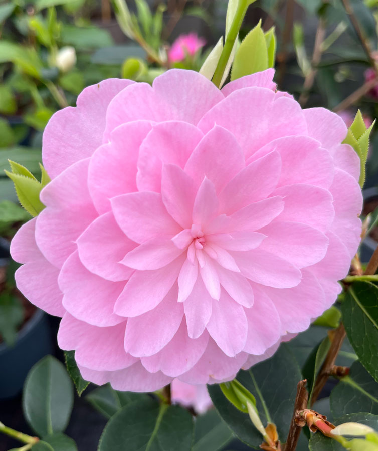 pink flower on a Happy Birthday Camellia