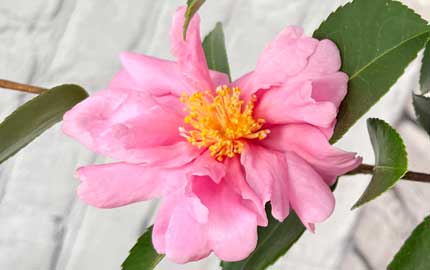 autumn flowering camellia sasanqua