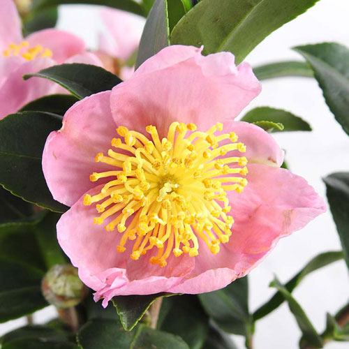 Autumn Flowering Camellia sasanqua