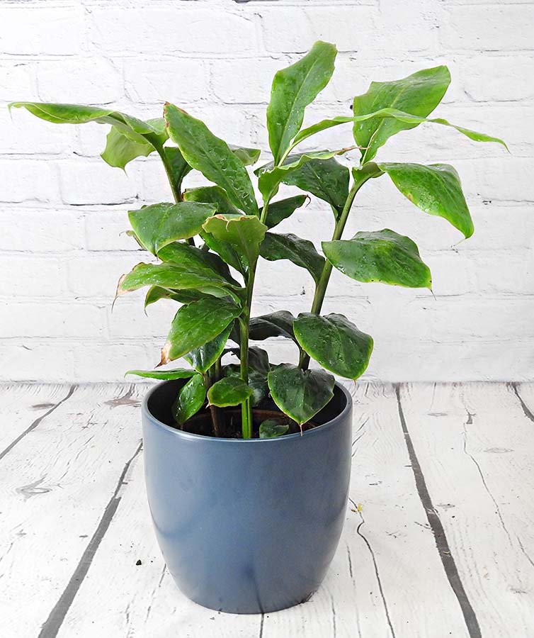 Cardamom plant in a dark blue pot