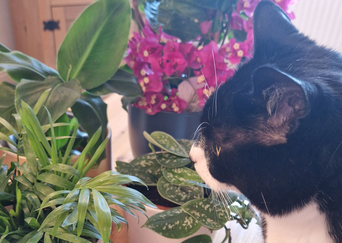 cat and plants