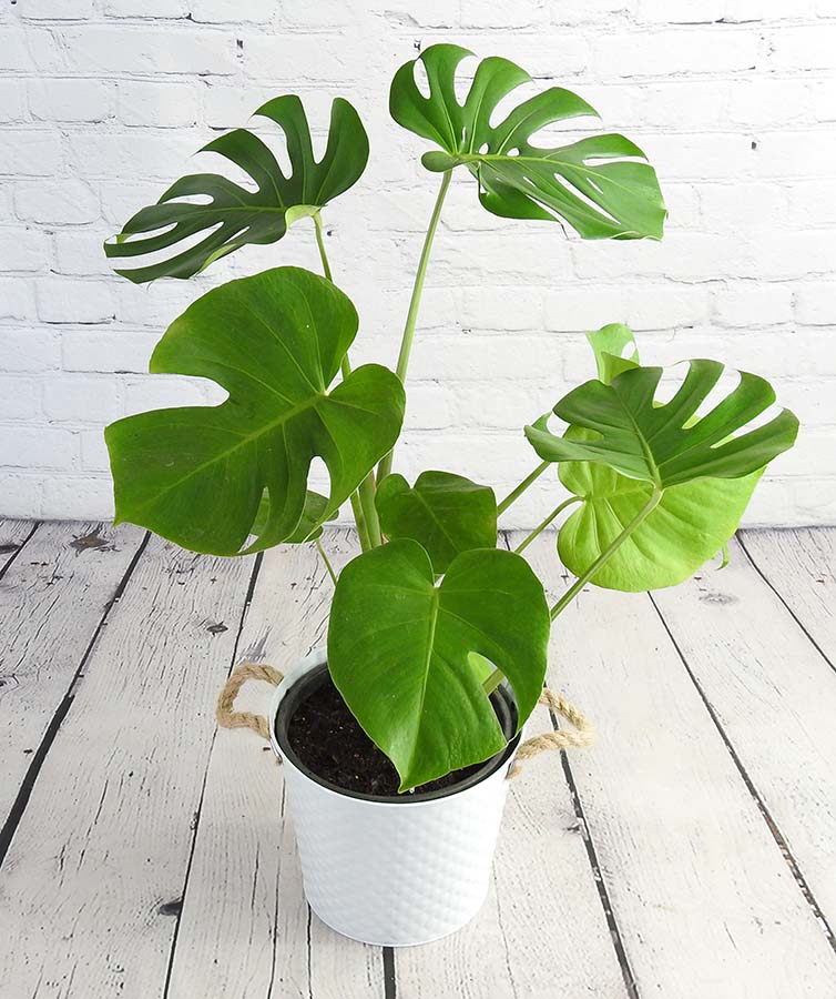 cheese plant in white pot