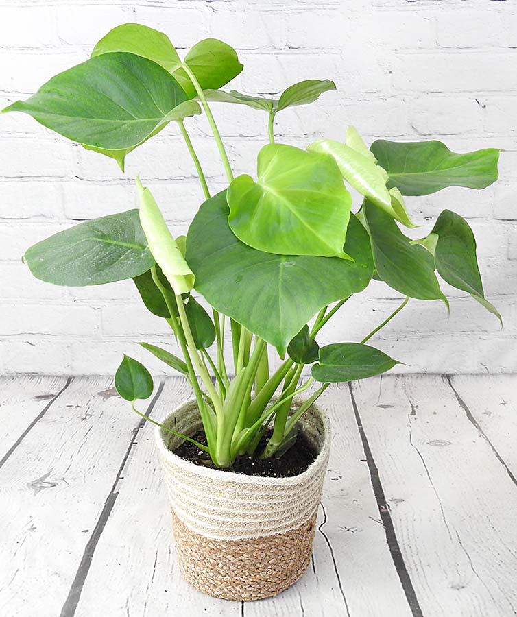 cheese plant in a cream basket