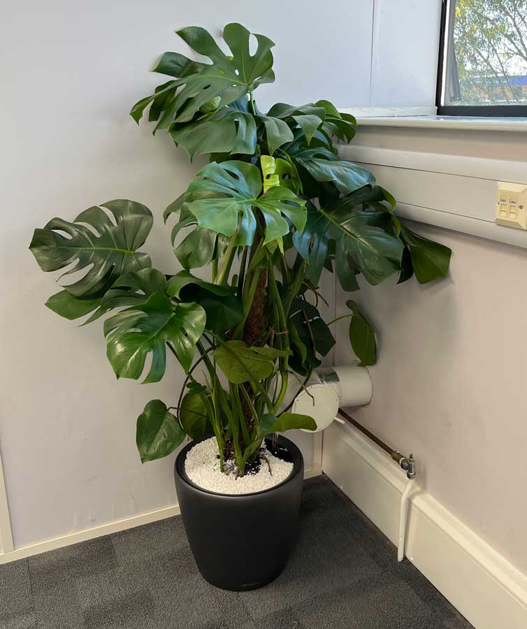 large cheese plant