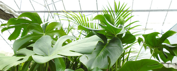 cheese plant foliage