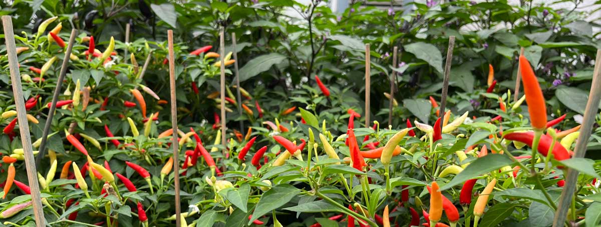 Chilli plants growing at our Sussex nursery