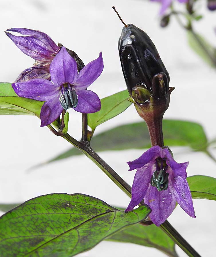 Pot Black Chilli flowers and ripening fruits