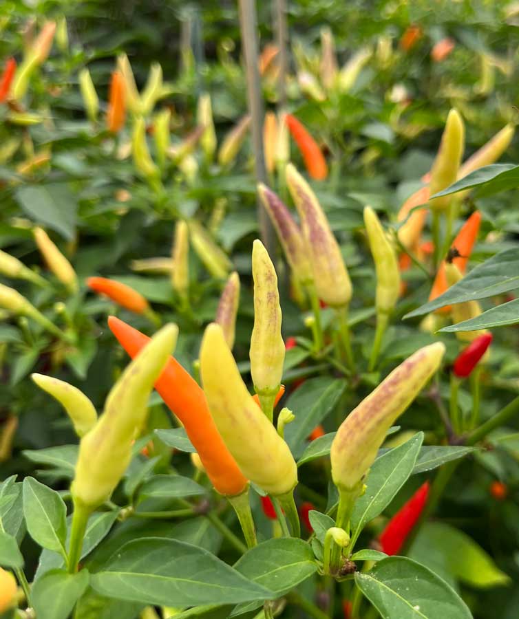 Basket of Fire Chilli fruits