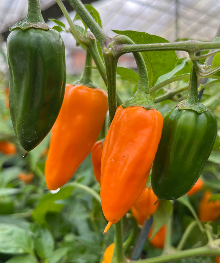 Cheyenne chilli fruits