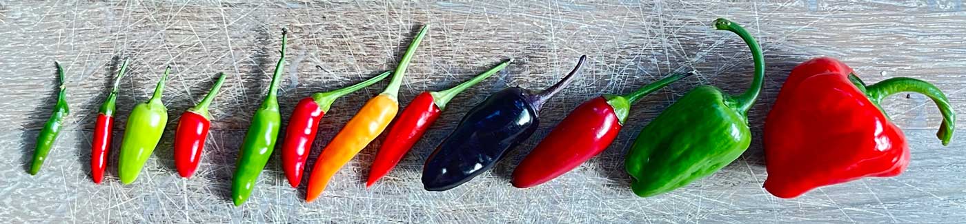 Fiery Chilli Fruits in size order