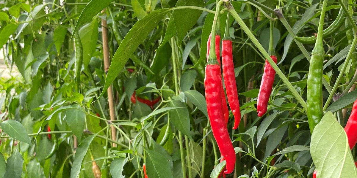 red hot chillies, easy to grow and very rewarding