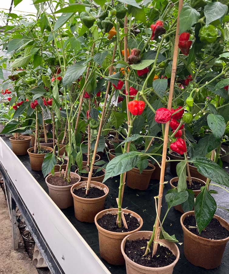 chilli plants in bio pots