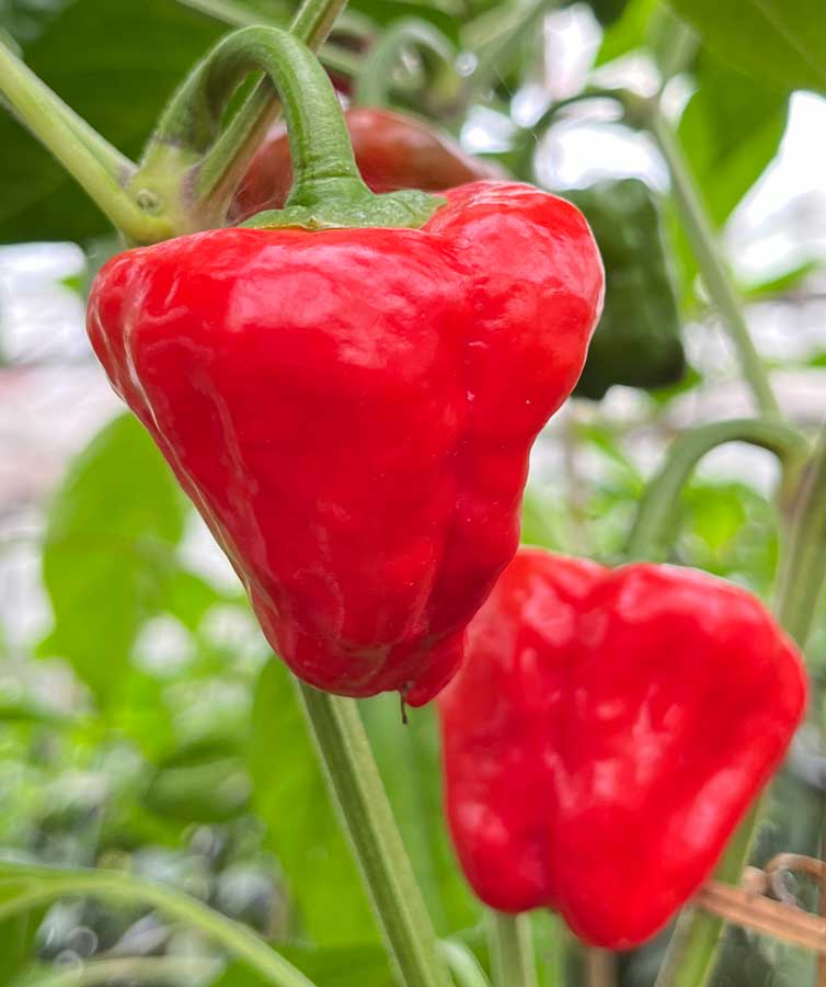 Red Ripe Scotch Bonnet