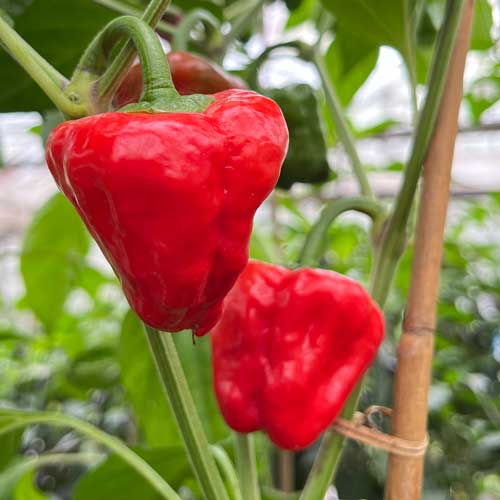 Ripe Scotch Bonnet Chillies