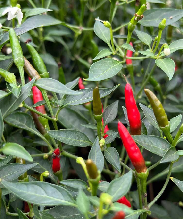 thai demon chilli fruits