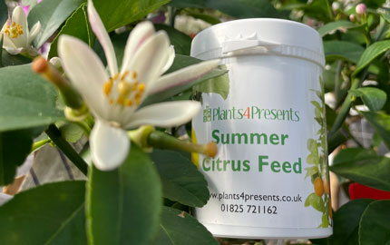 Plants4Presents Summer Citrus Feed