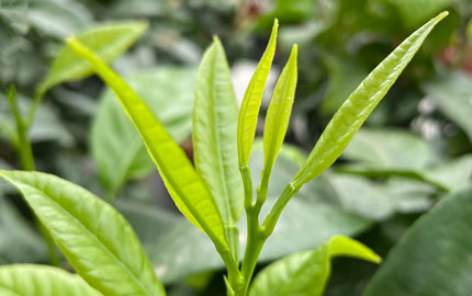 healthy green citrus leaves