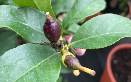 Young fruits can sometimes have these purple markings too