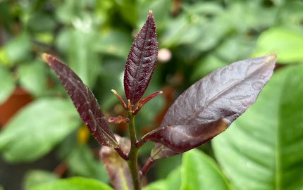 lemon tree leaves