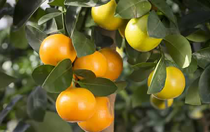 calamondin tree with ripening fruits