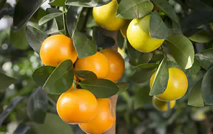 Yuzu tree, grow the citrus that can survive cold winters