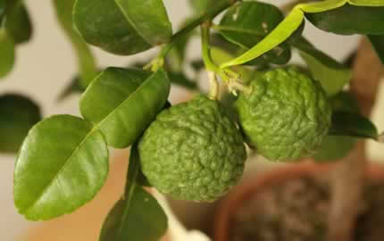 kaffir lime fruits